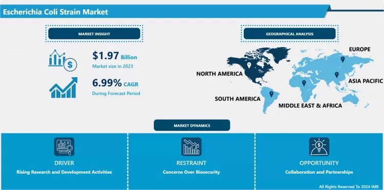 Escherichia Coli Strain Market - Current Analysis by Market Share